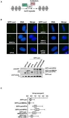 Chromatin Targeting of HIPK2 Leads to Acetylation-Dependent Chromatin Decondensation